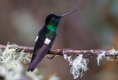 <i class='fa fa-user'></i> charlysax |   Bruinvleugelincakolibrie  <i class='fa fa-eye'> 182</i>  <i class='fa fa-thumbs-up'> 9</i>   <i class='fa fa-comment-o'> 3</i>