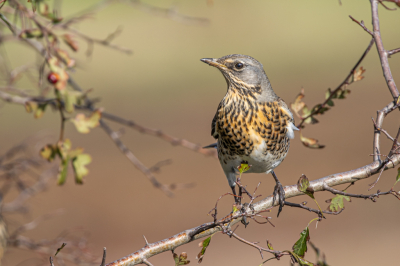 Een grote groep kramsvogels was neergestreken in het gebeid nabij de Plompe Toren en deed zich daar tegoed aan de bessen van de meidoorn. Het is mooi om te zien hoe deze vogels in een etmaal de bos geheel leeg aten.