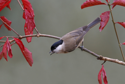 <i class='fa fa-user'></i> Gejo Wassink |   Glanskop  <i class='fa fa-eye'> 322</i>  <i class='fa fa-thumbs-up'> 15</i>   <i class='fa fa-comment-o'> 16</i>