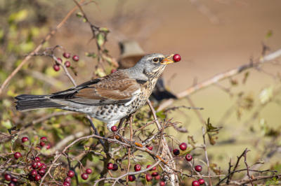 Mooie zonnige dag waarbij een groep kramsvogels schijnbaar grote honger hadden en in een etmaal een struik volledig ontdeden van de bessen.
