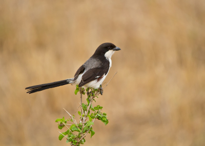 <i class='fa fa-user'></i> gras4711 |   Taitaklauwier  <i class='fa fa-eye'> 319</i>  <i class='fa fa-thumbs-up'> 3</i>   <i class='fa fa-comment-o'> 3</i>