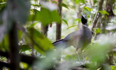 <i class='fa fa-user'></i> Lennart Verheuvel |   Maleise Grondkoekoek  <i class='fa fa-eye'> 199</i>  <i class='fa fa-thumbs-up'> 1</i>   <i class='fa fa-comment-o'> 5</i>