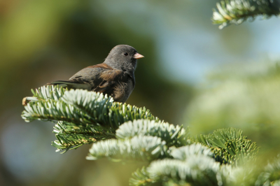 <i class='fa fa-user'></i> Frank Kremer |   Grijze Junco  <i class='fa fa-eye'> 207</i>   <i class='fa fa-comment-o'> 0</i>