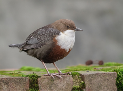 Na het portretje, nu eentje van de Roodbuikwaterspreeuw in vol ornaat.

Wat een mooie vogel is het toch en wat zat ie mooi in de veren. Op en top fit, om de zoveel minuten duikend op zoek naar wat lekkers en constant aan het zingen.

Een plezier om deze vogel bezig te zien. 

Uit de hand genomen.