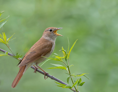 <i class='fa fa-user'></i> Alfred Berkhof |   Nachtegaal  <i class='fa fa-eye'> 416</i>  <i class='fa fa-thumbs-up'> 16</i>   <i class='fa fa-comment-o'> 10</i>