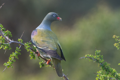 <i class='fa fa-user'></i> martin lok |   Afrikaanse Papegaaiduif  <i class='fa fa-eye'> 290</i>  <i class='fa fa-thumbs-up'> 8</i>   <i class='fa fa-comment-o'> 9</i>