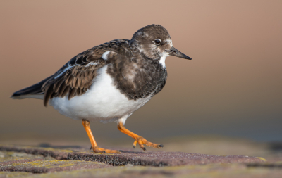 <i class='fa fa-user'></i> Hans Overduin |   Steenloper  <i class='fa fa-eye'> 276</i>  <i class='fa fa-thumbs-up'> 3</i>   <i class='fa fa-comment-o'> 3</i>