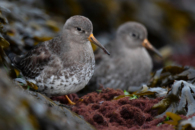 <i class='fa fa-user'></i> Peter Soer |   Paarse Strandloper  <i class='fa fa-eye'> 351</i>  <i class='fa fa-thumbs-up'> 8</i>   <i class='fa fa-comment-o'> 6</i>