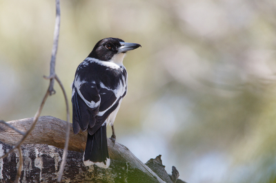 <i class='fa fa-user'></i> Kees de Jager |   Zwartrugorgelvogel  <i class='fa fa-eye'> 163</i>  <i class='fa fa-thumbs-up'> 2</i>   <i class='fa fa-comment-o'> 2</i>