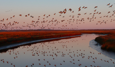 <i class='fa fa-user'></i> Ben Aalders |   Brandgans  <i class='fa fa-eye'> 353</i>  <i class='fa fa-thumbs-up'> 17</i>   <i class='fa fa-comment-o'> 12</i>