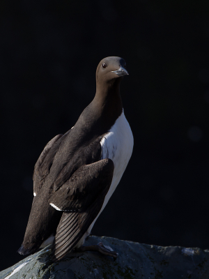 Een foto van eerder dit jaar. Deze zeekoet ging mooi (maar daar moet je van houden) tegen een donkere achtergrond zitten en keek eens achterom wat ik aan het doen was. Hier zie je goed de overgang van de zwarte veren op z'n lijf naar de chcocoladebruine (puur uiteraard) kleur op z'n kop.