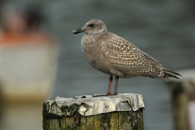 <i class='fa fa-user'></i> Frank Kremer |   Beringmeeuw  <i class='fa fa-eye'> 194</i>   <i class='fa fa-comment-o'> 3</i>