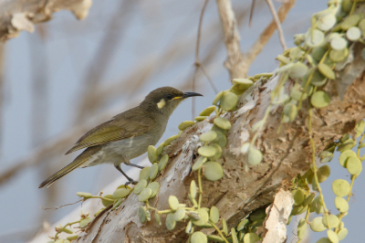 <i class='fa fa-user'></i> Kees de Jager |   Priemsnavelhoningeter  <i class='fa fa-eye'> 128</i>   <i class='fa fa-comment-o'> 1</i>