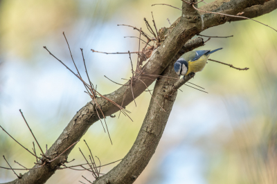 Vanmiddag ben ik naar de duinen gegaan met mijn 300mm lens op de camera. Ik wilde paddenstoelen fotograferen en eventueel vogels. Met deze combinatie kon ik wel uit de weg. Deze foto is wel naar mijn zin geworden...