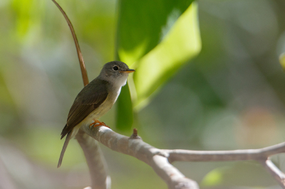 <i class='fa fa-user'></i> Kees de Jager |   Gele Vliegenvanger  <i class='fa fa-eye'> 141</i>   <i class='fa fa-comment-o'> 0</i>