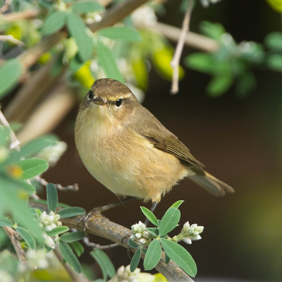 <i class='fa fa-user'></i> Wijnand van Buuren |   Canarische Tjiftjaf  <i class='fa fa-eye'> 226</i>  <i class='fa fa-thumbs-up'> 2</i>   <i class='fa fa-comment-o'> 1</i>