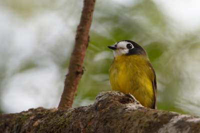 <i class='fa fa-user'></i> Kees de Jager |   Witteugelvliegenvanger  <i class='fa fa-eye'> 134</i>   <i class='fa fa-comment-o'> 0</i>