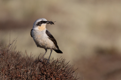 <i class='fa fa-user'></i> Peter Soer |   Tapuit  <i class='fa fa-eye'> 285</i>  <i class='fa fa-thumbs-up'> 6</i>   <i class='fa fa-comment-o'> 4</i>