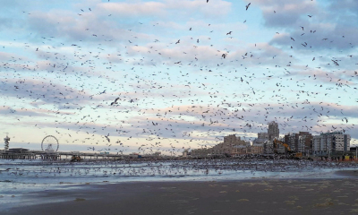 Ieder jaar geeft de zandopspuiting bij Scheveningen weer spectaculaire beelden te zien. Zeker als er een Grote jager ten tonele verschijnt en alles op de wieken gaat.
