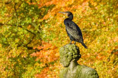 De maandopdracht kwam voor mij iets te vroeg, de herfstkleuren beginnen hier nu pas een beetje te komen.
Deze aalscholver had een leuk zitplekje uitgekozen in het Schaffelaarse bos.