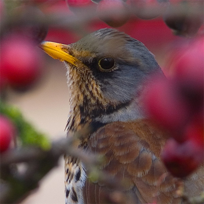 Na het vertrek van de pestvogels bleek er nog wel een kramsvogel achtergebleven te zijn. Dit is een crop, maar dat zie je natuurlijk al aan het vierkante formaat.