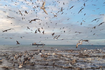 Het zand met het daarin aanwezige voedsel wordt ver op zee opgezogen door deze zandzuiger en om de paar uur weer uitgespoten op het strand. Feest voor de meeuwen.