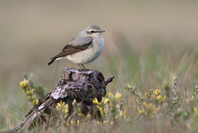 <i class='fa fa-user'></i> Gejo Wassink |   Tapuit  <i class='fa fa-eye'> 399</i>  <i class='fa fa-thumbs-up'> 20</i>   <i class='fa fa-comment-o'> 15</i>