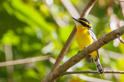 <i class='fa fa-user'></i> Kees de Jager |   Geelborstbootsnavel  <i class='fa fa-eye'> 138</i>  <i class='fa fa-thumbs-up'> 1</i>   <i class='fa fa-comment-o'> 1</i>