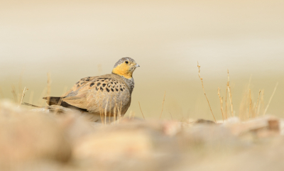 Voor mijn opleiding Forest and Nature Conservation verbleef ik van mei tot en met juli in Ladakh; een zogenaamde high-altitude desert in de Indiase Himalaya. 

Tijdens een hike in de brandende zon over de steppe rond Tso Kar Lake zagen we plotseling twee "bewegende stenen". Het bleken Tibetaanse steppehoenen te zijn! Voorzichtig kon ik om ze heen lopen om de zon in mijn rug te krijgen. Door vervolgens plat op de grond te gaan liggen kwam n van deze extreem goed gecamoufleerde vogels mooi los van de omgeving.