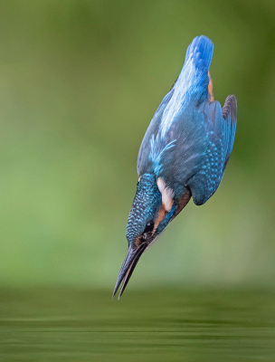 <i class='fa fa-user'></i> Arjan Troost |   IJsvogel  <i class='fa fa-eye'> 426</i>  <i class='fa fa-thumbs-up'> 14</i>   <i class='fa fa-comment-o'> 6</i>