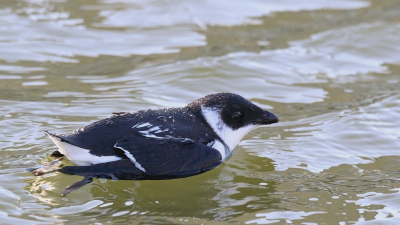 Valt nog niet mee om zo'n Kleine Alk op de foto te zetten. Wat een actief beestje. Net als je autofocus goed staat, duikt dit ADHD vogeltje weer onder. Maar de aanhouder wint.... :-)