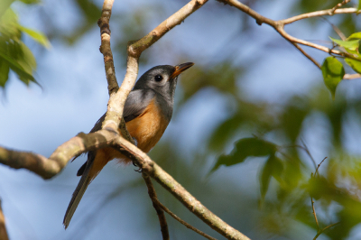 <i class='fa fa-user'></i> Kees de Jager |   Maskermonarch  <i class='fa fa-eye'> 135</i>   <i class='fa fa-comment-o'> 2</i>