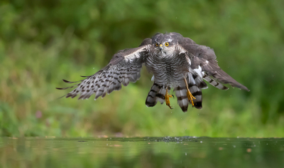 <i class='fa fa-user'></i> Arjan Troost |   Sperwer  <i class='fa fa-eye'> 489</i>  <i class='fa fa-thumbs-up'> 17</i>   <i class='fa fa-comment-o'> 8</i>