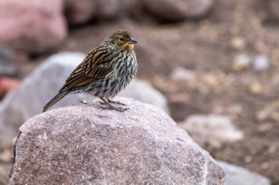 <i class='fa fa-user'></i> Louis56 |   Loodkleurige Sierragors  <i class='fa fa-eye'> 219</i>   <i class='fa fa-comment-o'> 6</i>