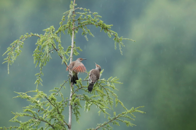 <i class='fa fa-user'></i> Frank Kremer |   Gouden Grondspecht  <i class='fa fa-eye'> 416</i>  <i class='fa fa-thumbs-up'> 22</i>   <i class='fa fa-comment-o'> 10</i>