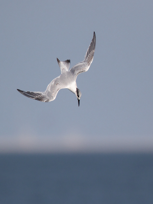 <i class='fa fa-user'></i> Peter Soer |   Grote Stern  <i class='fa fa-eye'> 285</i>  <i class='fa fa-thumbs-up'> 5</i>   <i class='fa fa-comment-o'> 2</i>