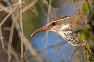 <i class='fa fa-user'></i> Anton de Koning |   Bensch' Monias  <i class='fa fa-eye'> 190</i>  <i class='fa fa-thumbs-up'> 4</i>   <i class='fa fa-comment-o'> 4</i>
