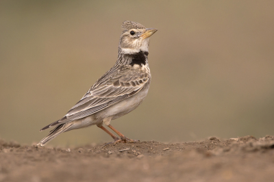 <i class='fa fa-user'></i> Luc Meert |   Kalanderleeuwerik  <i class='fa fa-eye'> 338</i>  <i class='fa fa-thumbs-up'> 7</i>   <i class='fa fa-comment-o'> 5</i>