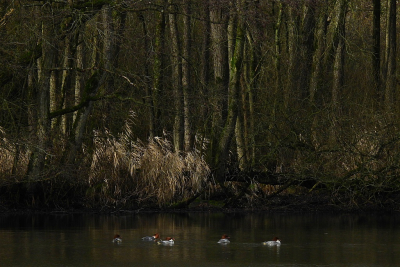 <i class='fa fa-user'></i> sieb |   Grote Zaagbek  <i class='fa fa-eye'> 468</i>  <i class='fa fa-thumbs-up'> 12</i>   <i class='fa fa-comment-o'> 17</i>