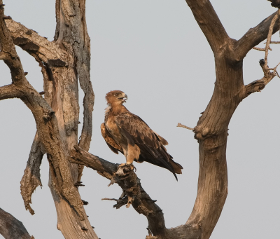 <i class='fa fa-user'></i> martin lok |   Wahlbergs Arend  <i class='fa fa-eye'> 249</i>  <i class='fa fa-thumbs-up'> 5</i>   <i class='fa fa-comment-o'> 6</i>