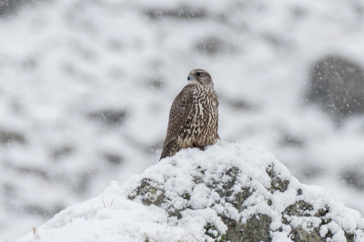 Als doel van mijn reis naar IJsland had ik me de giervalk voorop gesteld. Het was dan ook heerlijk om deze jonge giervalk te kunnen opmerken in de sneeuw, zittend op zijn uitkijkpost met zicht op zee. Kort na deze foto vloog de vogel op en ging jagen op enkele opvliegende eenden. Doordat hij achter rotsen verdween weet ik niet of zijn aanval gelukt is.