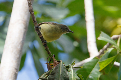 <i class='fa fa-user'></i> Kees de Jager |   Brilvogelhoningeter  <i class='fa fa-eye'> 127</i>   <i class='fa fa-comment-o'> 0</i>