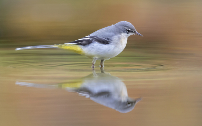 <i class='fa fa-user'></i> Arjan Troost |   Grote Gele Kwikstaart  <i class='fa fa-eye'> 380</i>  <i class='fa fa-thumbs-up'> 17</i>   <i class='fa fa-comment-o'> 6</i>