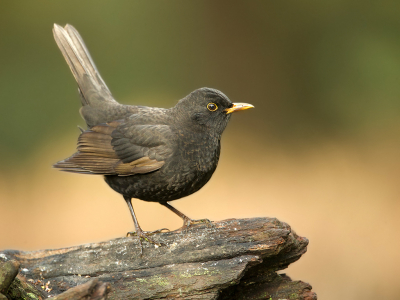 <i class='fa fa-user'></i> anevanrees |   Merel  <i class='fa fa-eye'> 356</i>  <i class='fa fa-thumbs-up'> 11</i>   <i class='fa fa-comment-o'> 12</i>