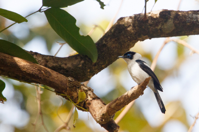 <i class='fa fa-user'></i> Kees de Jager |   Witborstfranjemonarch  <i class='fa fa-eye'> 112</i>  <i class='fa fa-thumbs-up'> 1</i>   <i class='fa fa-comment-o'> 0</i>