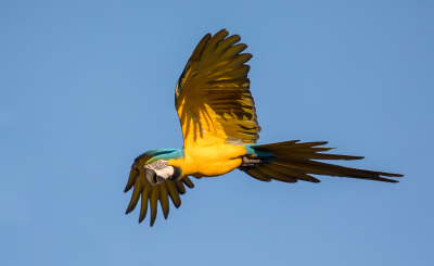 <i class='fa fa-user'></i> Lennart Verheuvel |   Blauw-gele Ara  <i class='fa fa-eye'> 174</i>  <i class='fa fa-thumbs-up'> 1</i>   <i class='fa fa-comment-o'> 2</i>