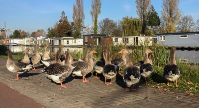 Ik kon het tijdens het rondje Ringvaart niet laten om toch even van de racefiets te stappen toen ik dit groepje Grauwe ganzen tegen kwam. Hopelijk is er geen 1 plat gereden, want ze stonden niet echt op een handige locatie zo vlak langs de weg.