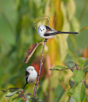 <i class='fa fa-user'></i> corvanspijk |   Staartmees  <i class='fa fa-eye'> 504</i>  <i class='fa fa-thumbs-up'> 22</i>   <i class='fa fa-comment-o'> 14</i>