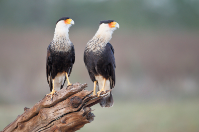 <i class='fa fa-user'></i> Wilfred Marissen |   Noordelijke Kuifcaracara  <i class='fa fa-eye'> 332</i>  <i class='fa fa-thumbs-up'> 26</i>   <i class='fa fa-comment-o'> 11</i>