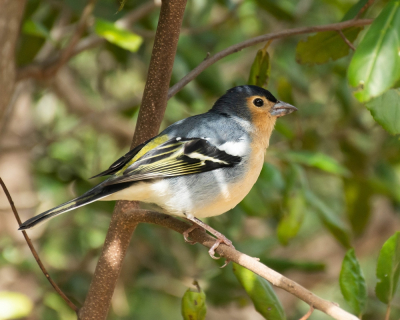 <i class='fa fa-user'></i> Wijnand van Buuren |   Vink  <i class='fa fa-eye'> 249</i>   <i class='fa fa-comment-o'> 3</i>